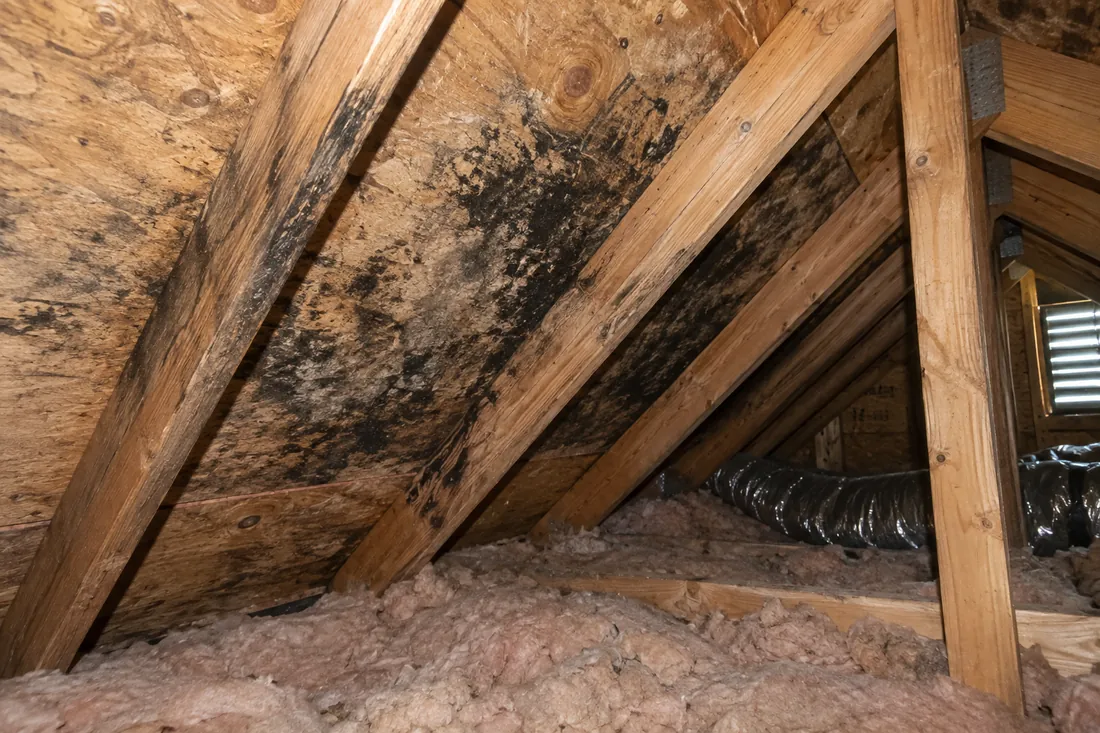 Mold growth on the underside of attic roof sheathing and the surrounding wood framing, above exposed insulation