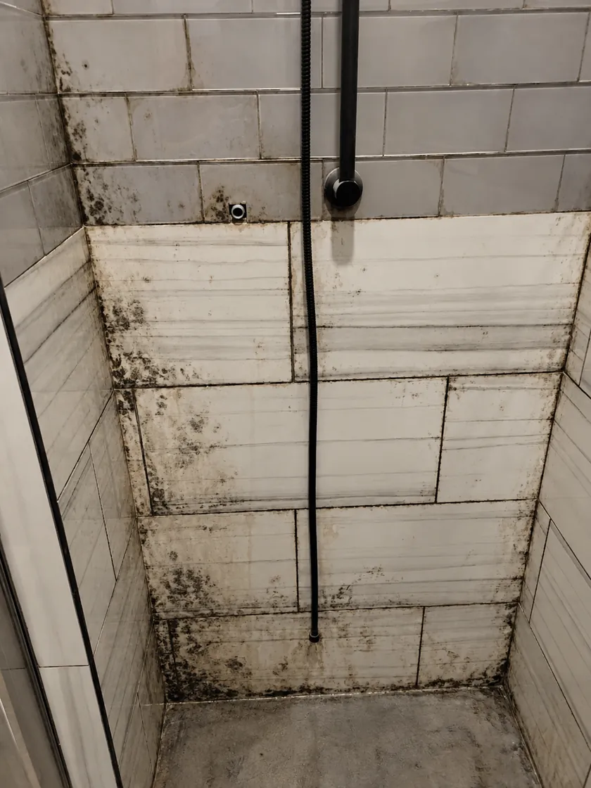 Mold growth along tile and grout in a shower